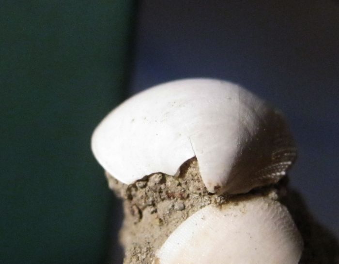 bivalve di profondit�