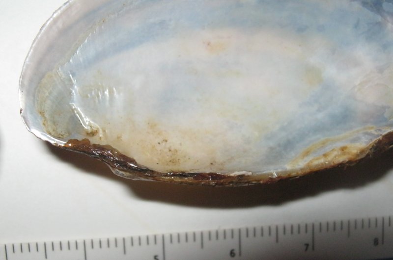 Microcondylaea compressa (Menke 1828) ?