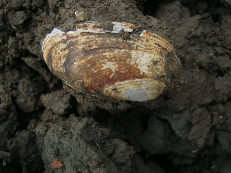 Microcondylaea compressa (Menke 1828) ?