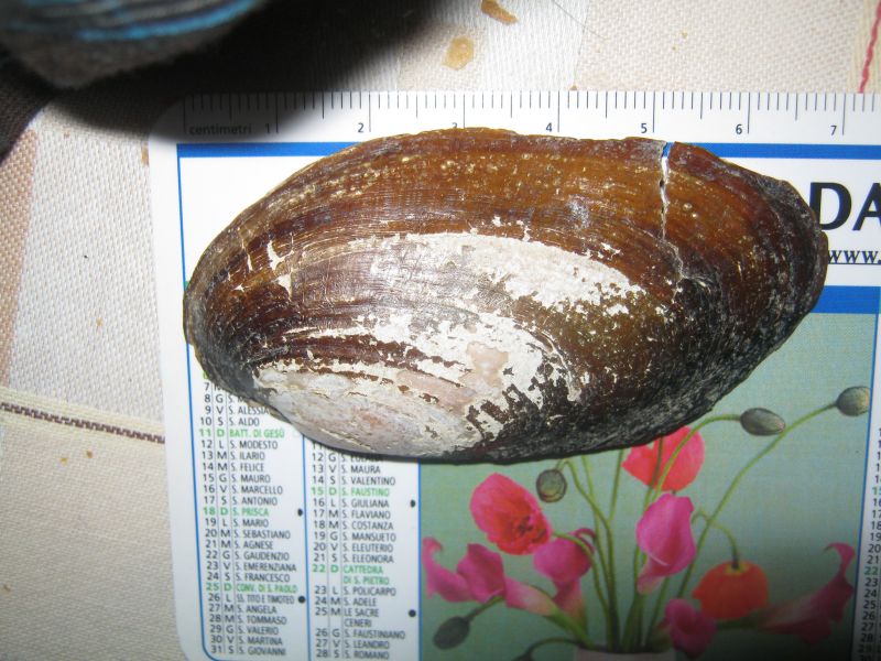 Microcondylaea compressa (Menke 1828) ?