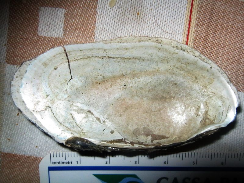 Microcondylaea compressa (Menke 1828) ?