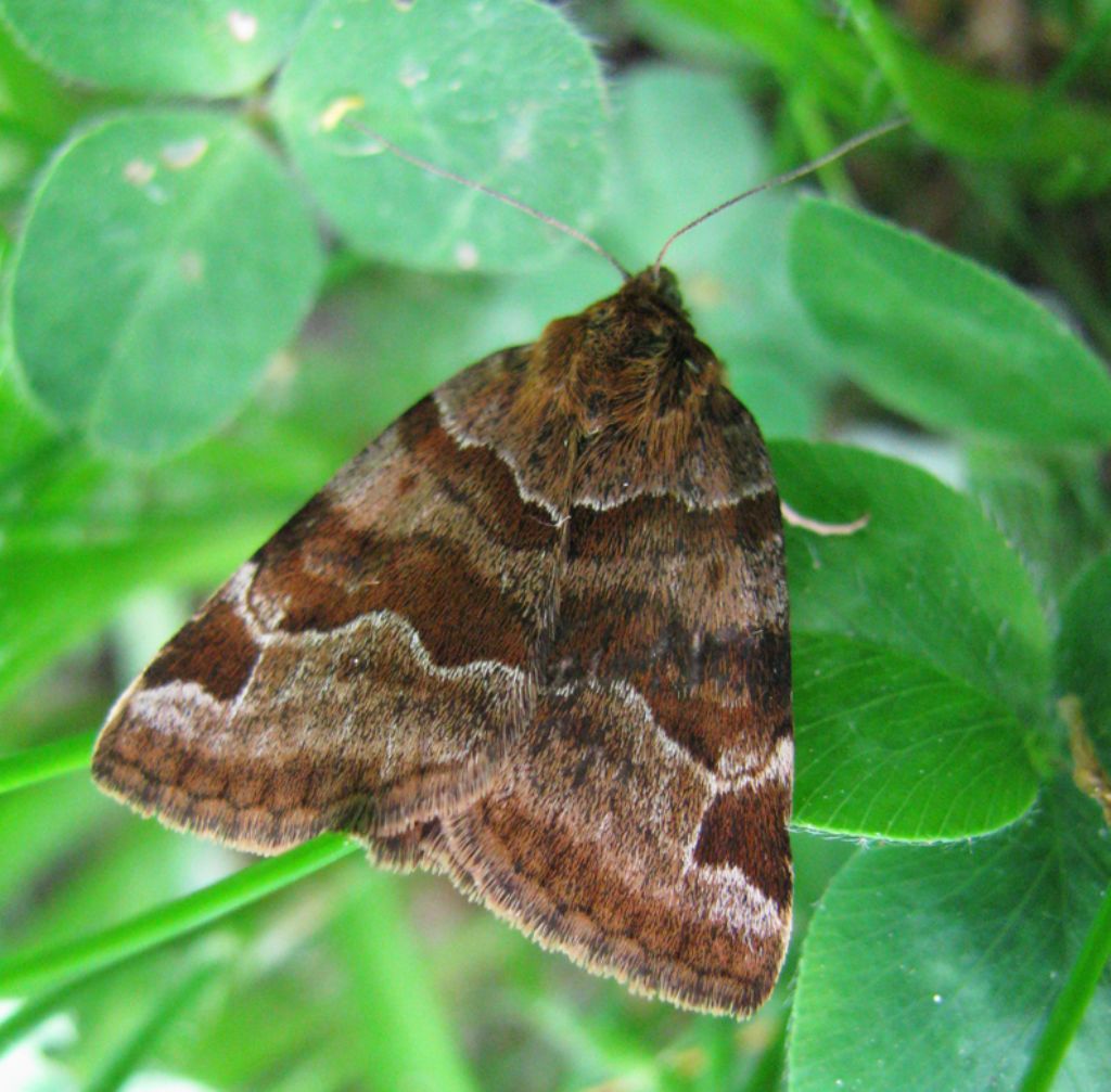 Euclidia (Euclidia) glyphica, Diasemia reticularis e Selenia dentaria