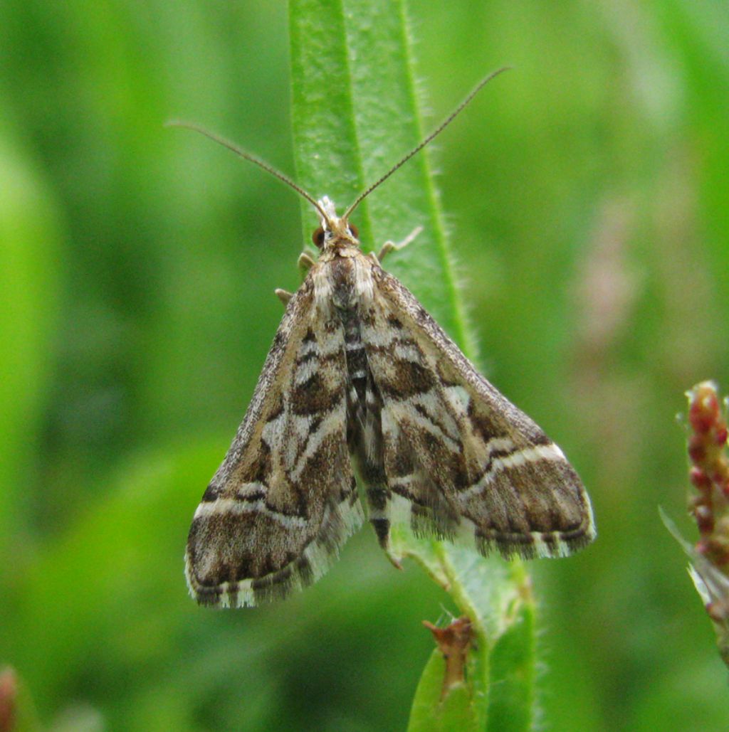 Euclidia (Euclidia) glyphica, Diasemia reticularis e Selenia dentaria