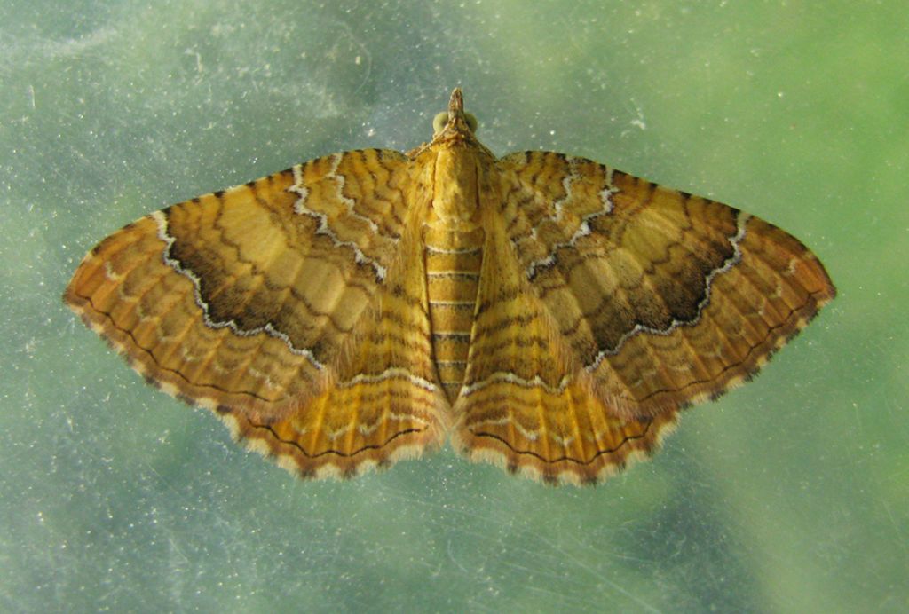 Camptogramma bilineata, due varianti?