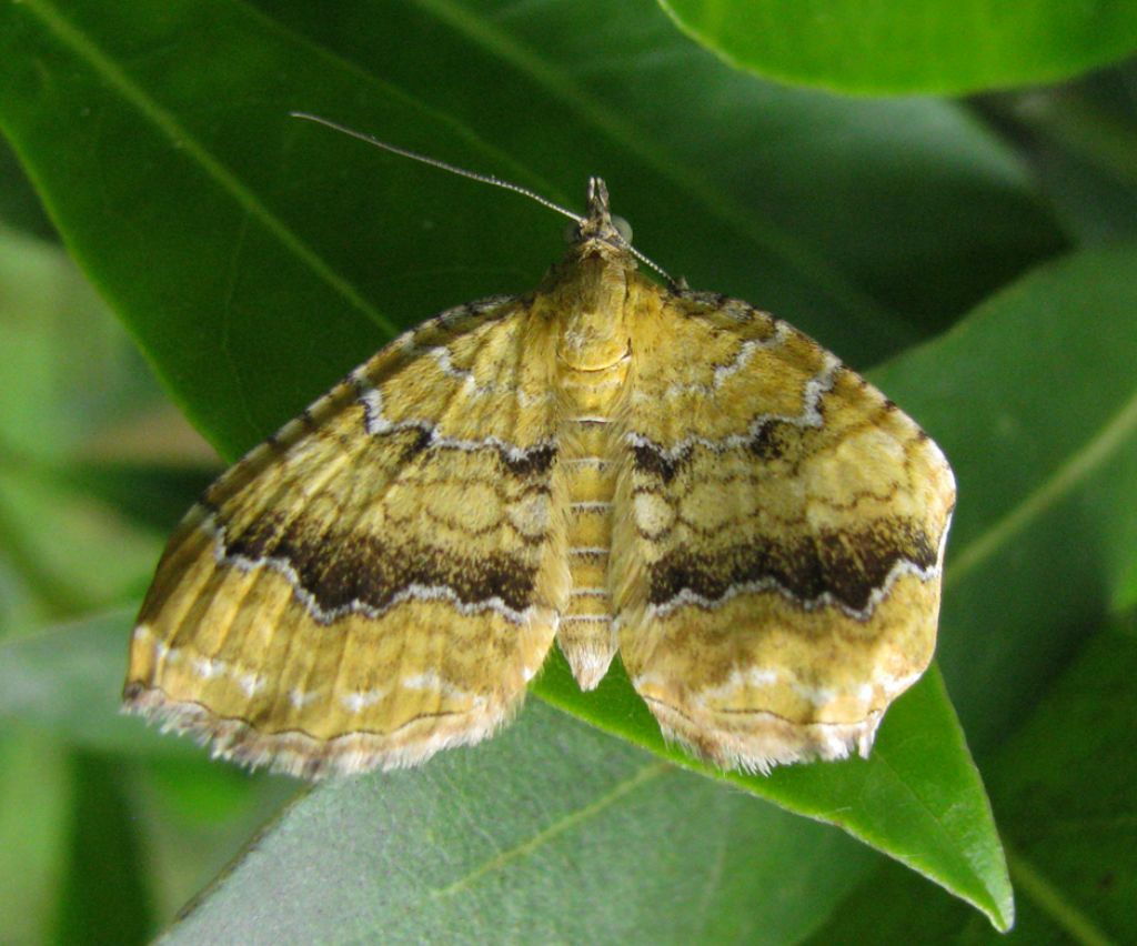 Camptogramma bilineata, due varianti?