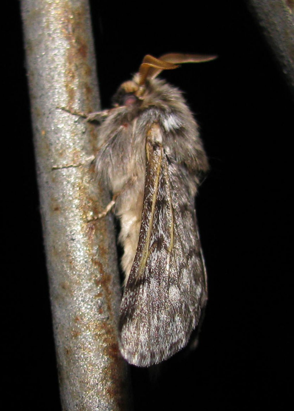 falena da identificare - Thaumetopoea pityocampa