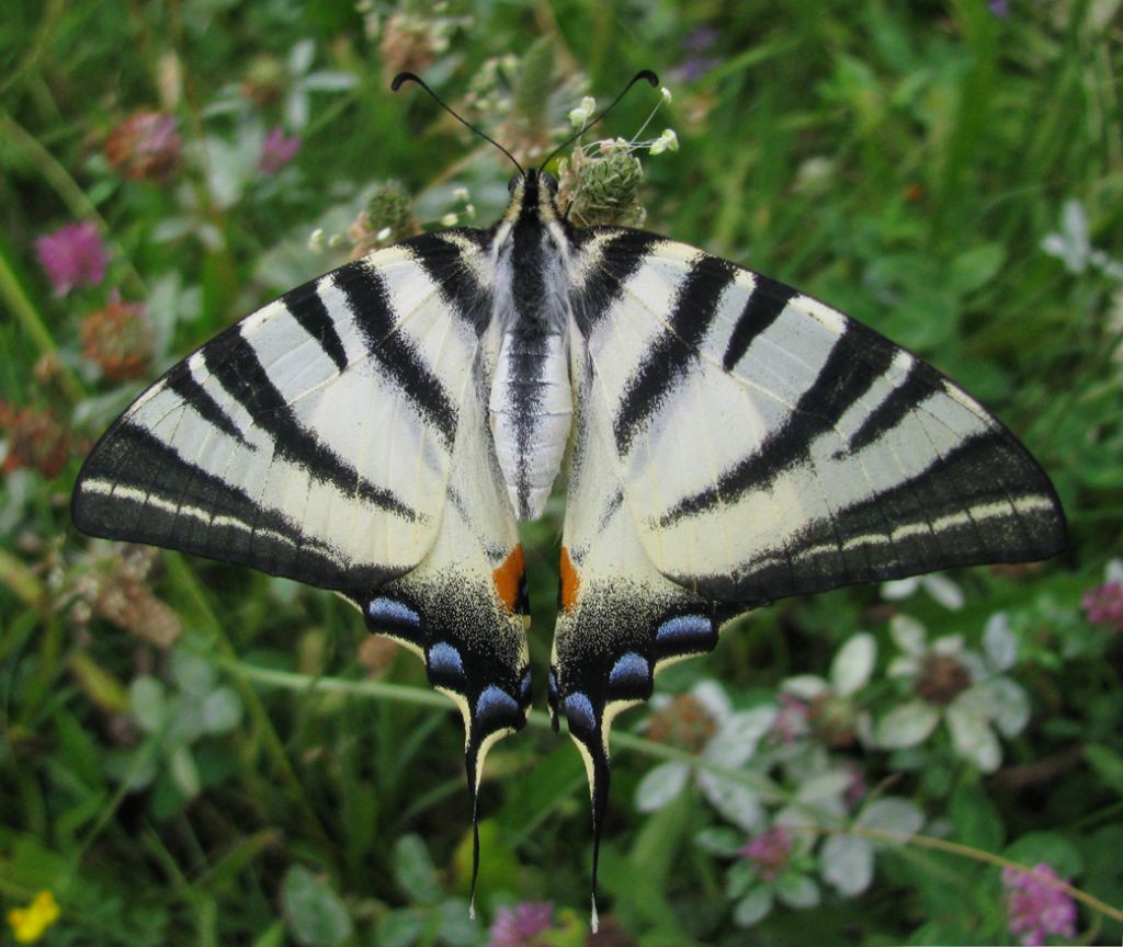 Iphiclides feisthamelii o Iphiclides podalirius? I. podalirius