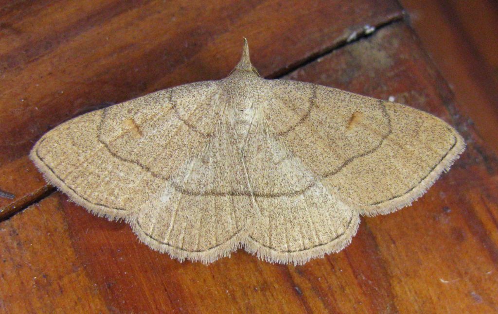 Cyclophora? se s, quale? No, Paracolax tristalis - Erebidae