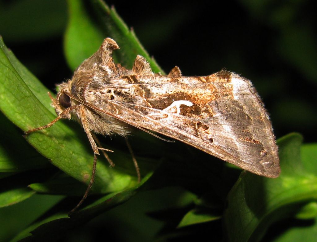 Noctuidae - Autographa gamma? S