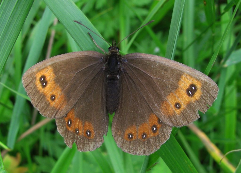 quale Erebia? cfr. aethiops