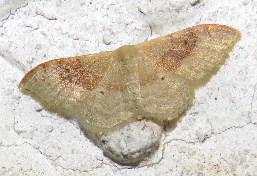 idaea rubraria? No, Idaea degeneraria - Geometridae