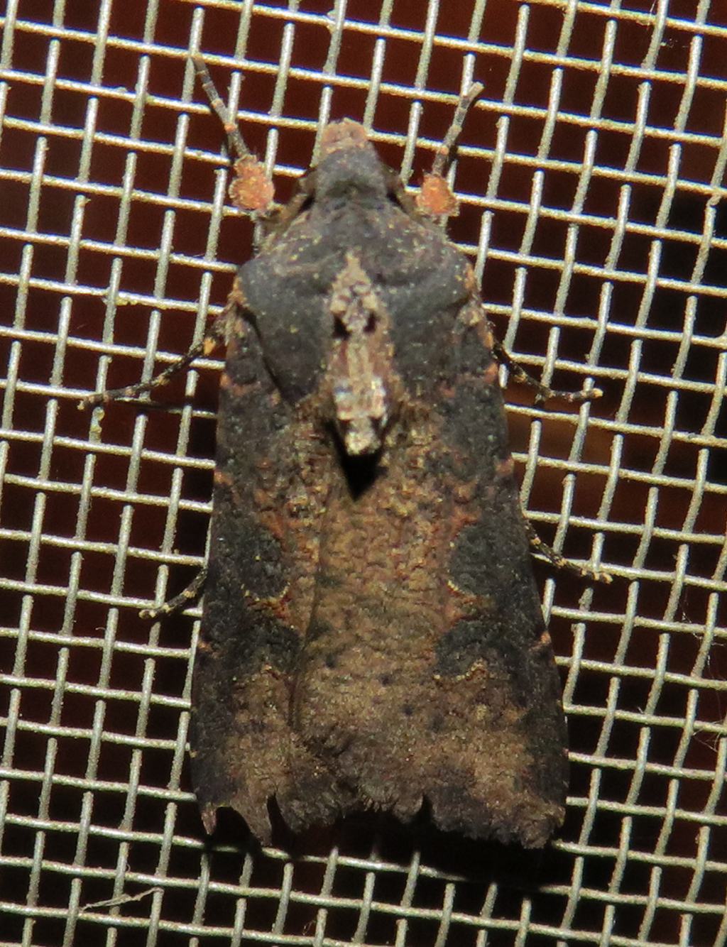 Falena da identificare: Agrotis cfr. segetum - Noctuidae