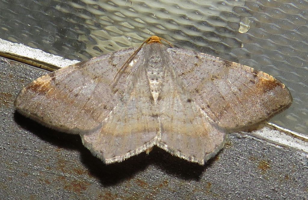 Macaria alternata? No, Macaria liturata - Geometridae