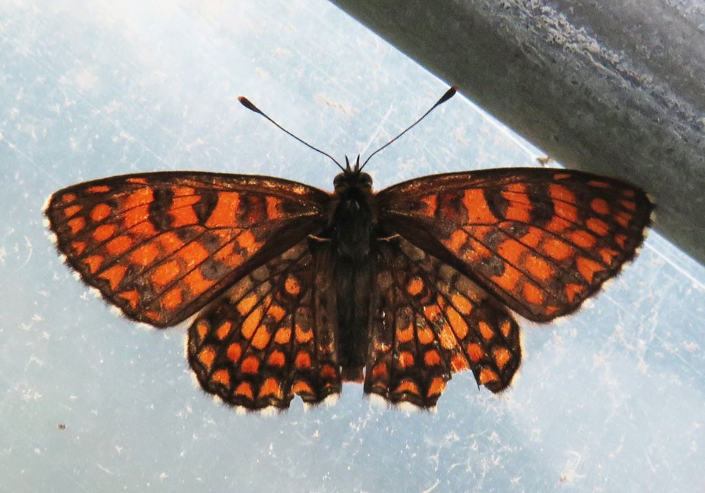 Melitaea Athalia?