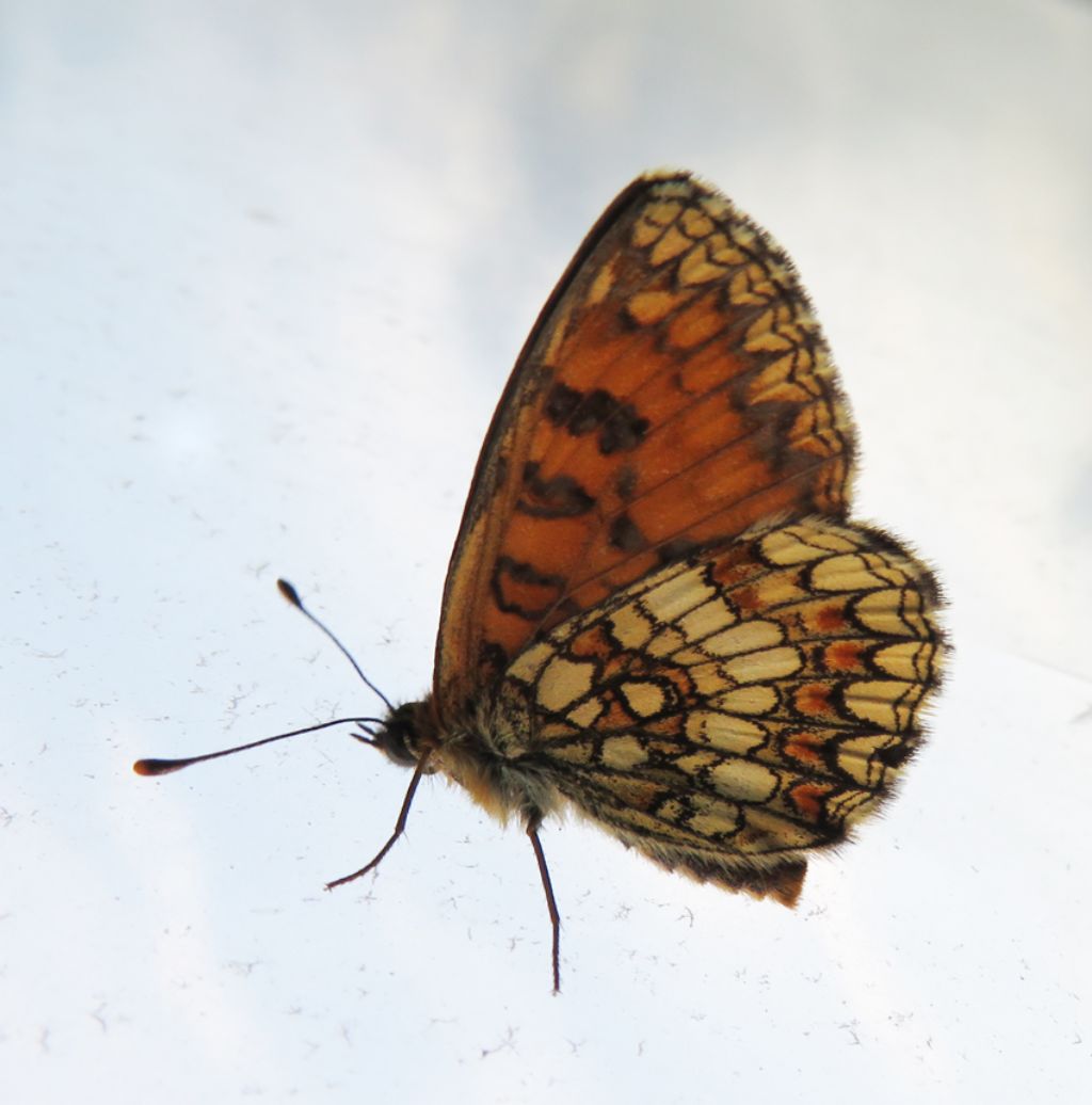 Melitaea Athalia?