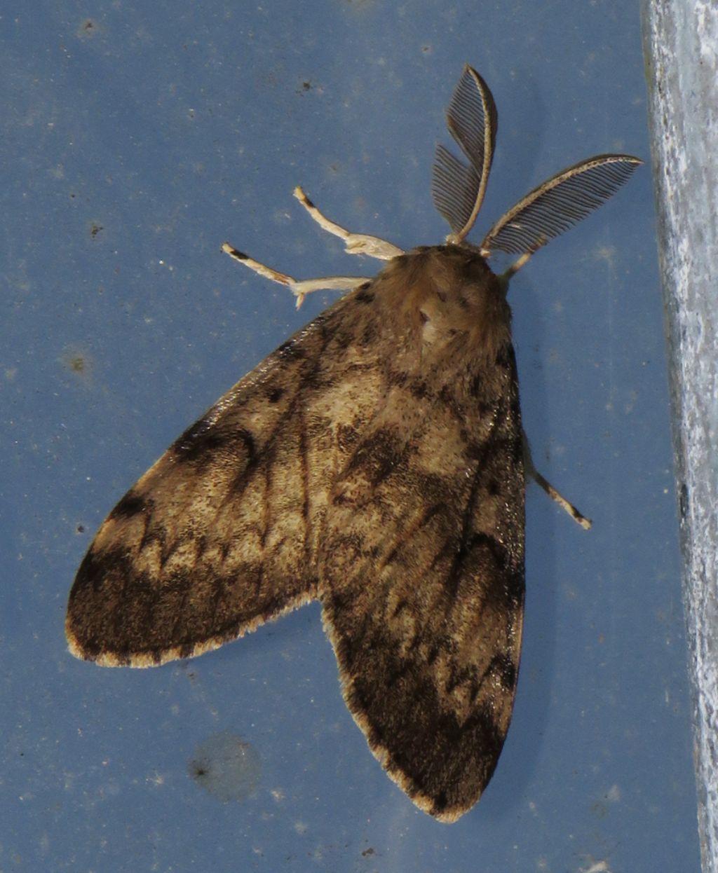 Falena da identificare: Lymantria dispar - Erebidae Lymantriinae