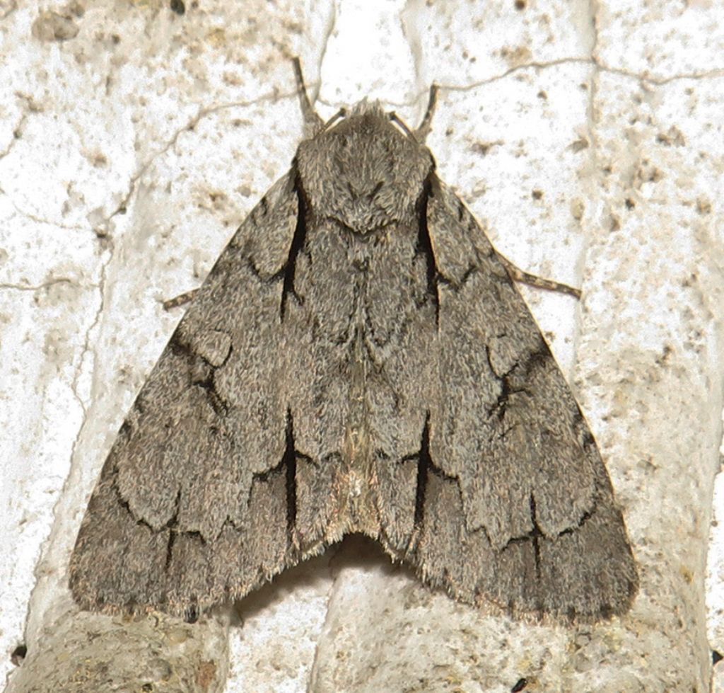 Acronicta cuspis? Acronicta sp. - Noctuidae