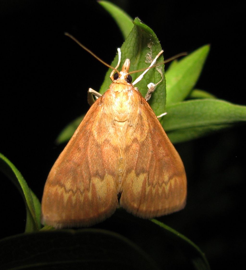 Forse Crambidae? da identificare: Ostrinia nubilalis