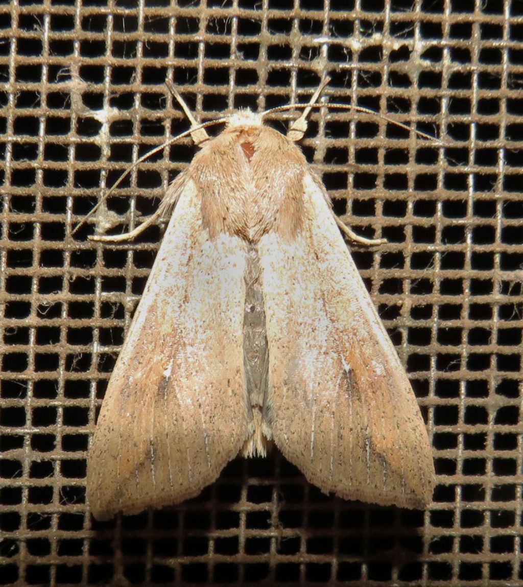 Leucania (Acantholeucania) loreyi? No, Mythimna (Pseudaletia) unipuncta