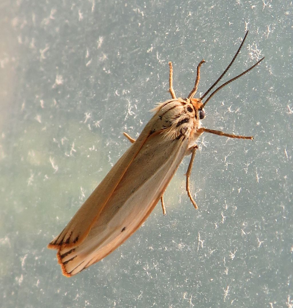 Farfalla da Identificare - Femmina di Coscinia striata