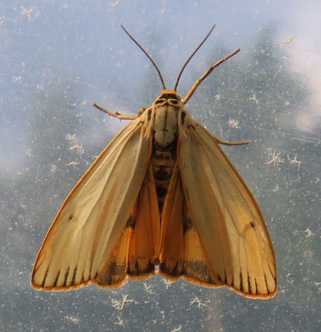 Farfalla da Identificare - Femmina di Coscinia striata
