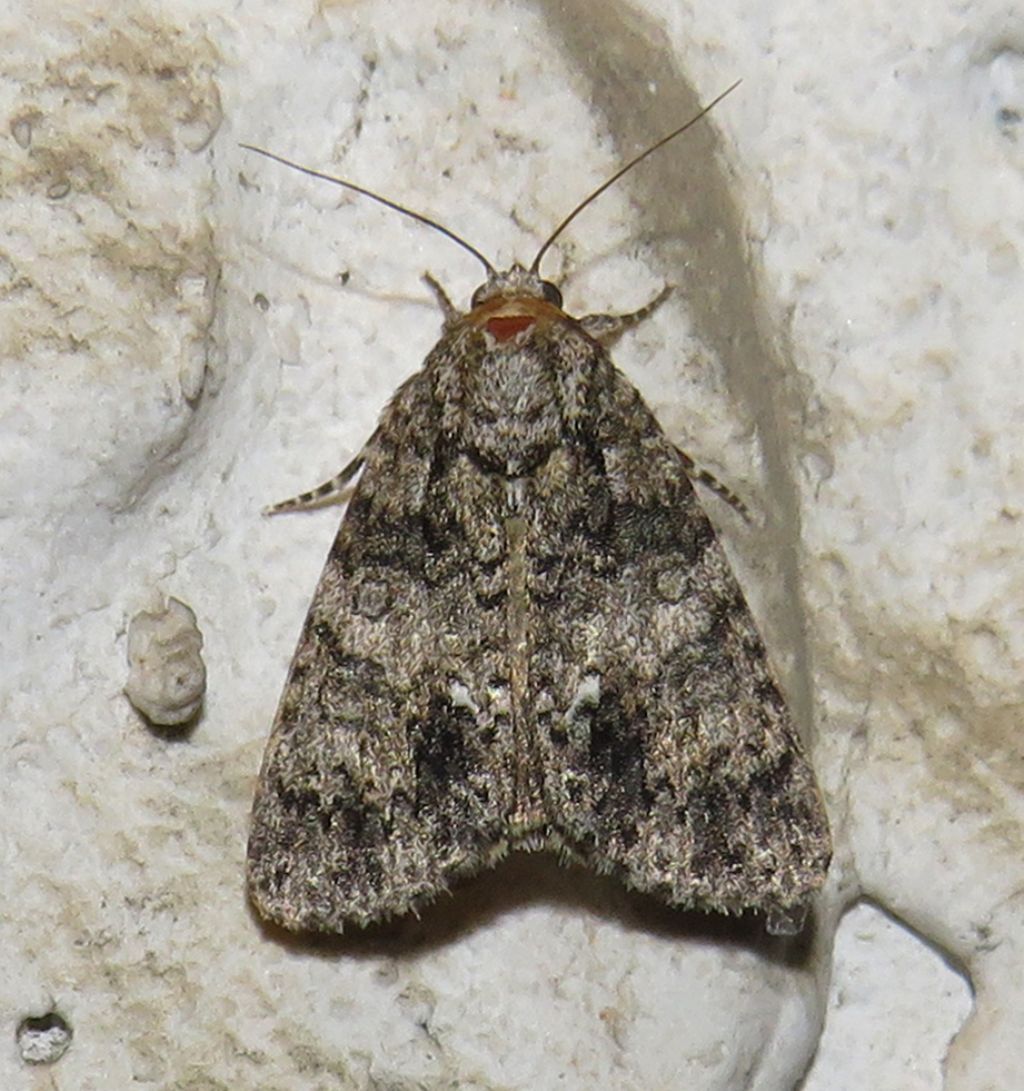 Acronicta (Viminia) rumicis?