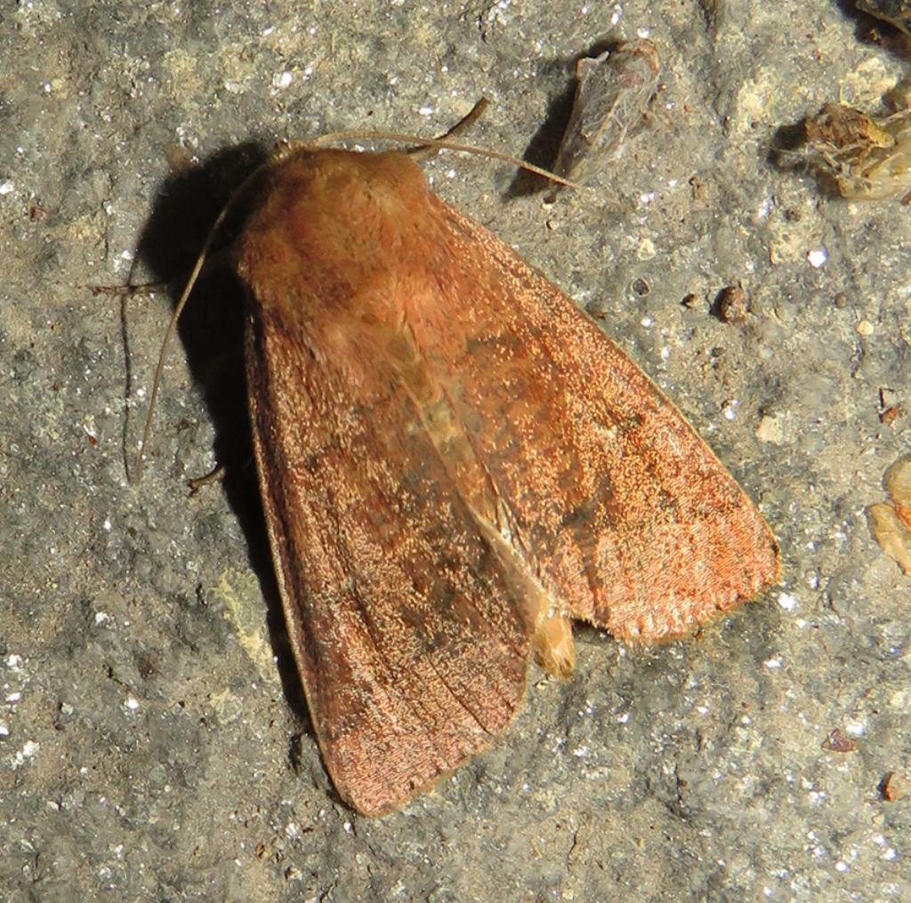 Nottuide da identificare - Cfr. Mythimna (Mythimna) turca