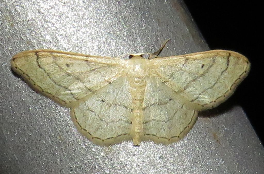 Idaea aversata? No, Idaea deversaria, Geometridae