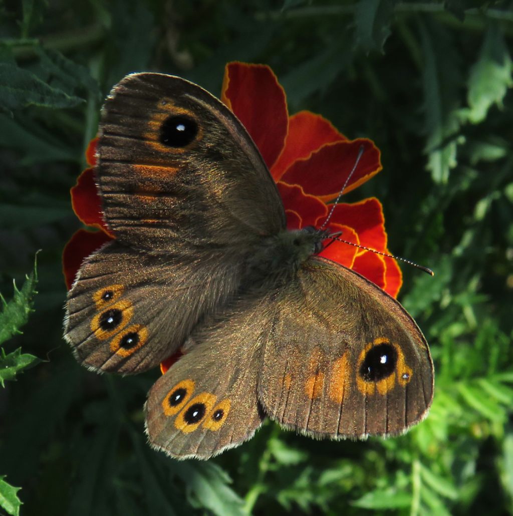 Lasiommata petropolitana? No, L. maera, Nymphalidae