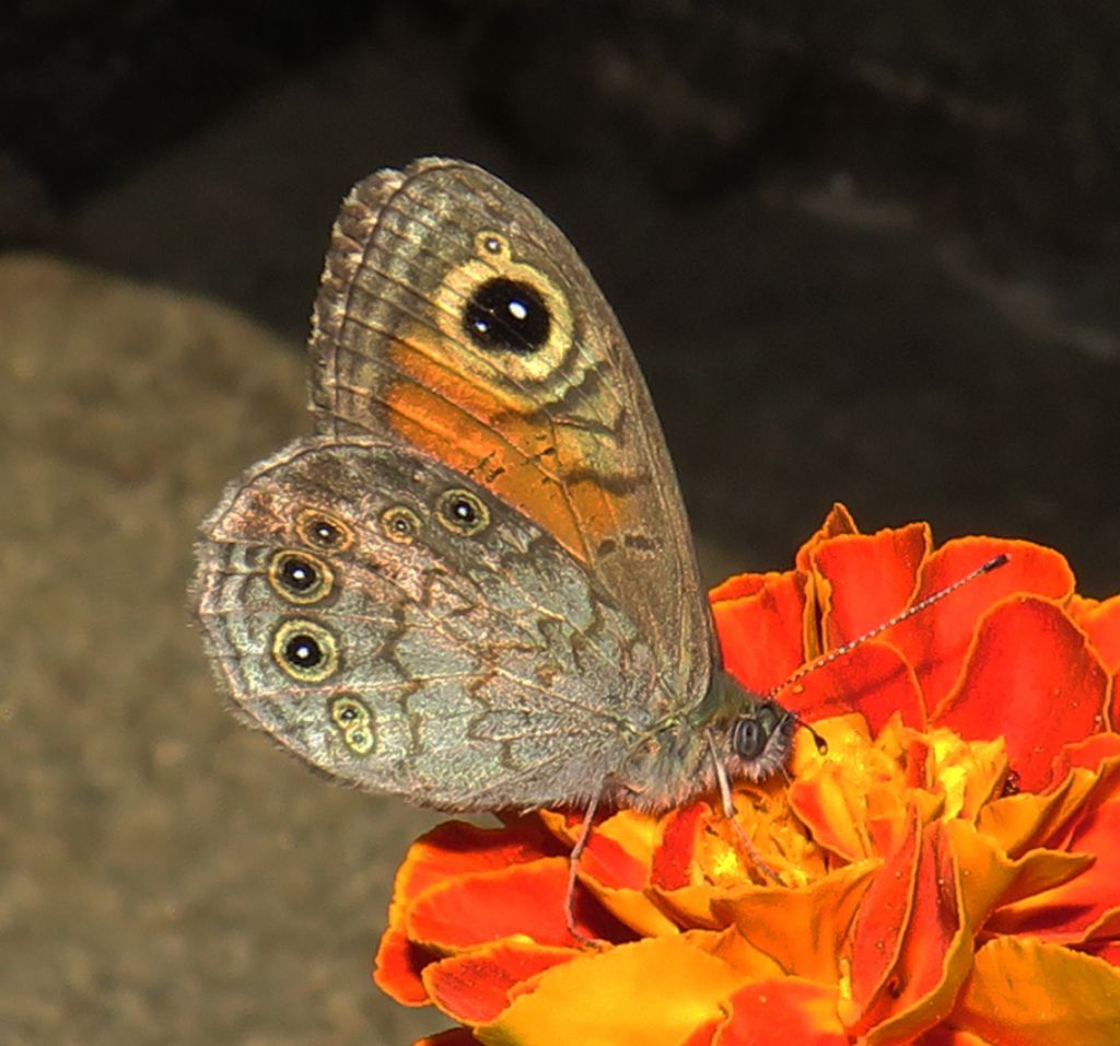 Lasiommata petropolitana? No, L. maera, Nymphalidae