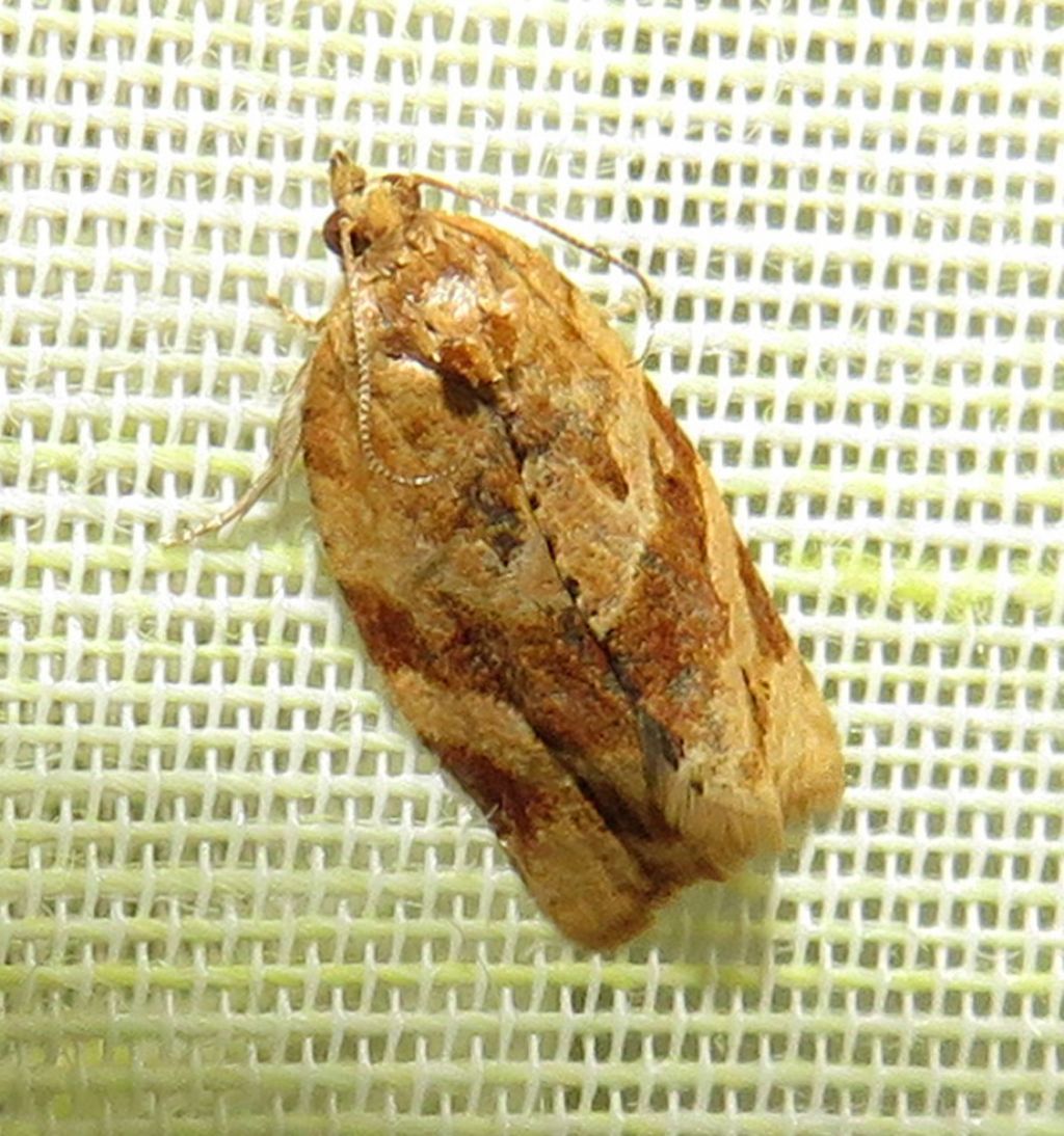 Archips xylosteana? No, Argyrotaenia ljungiana, Tortricidae