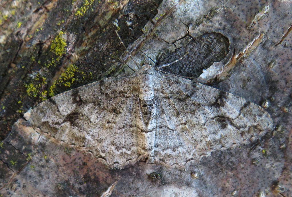 Alcis, di che tipo? Alcis repandata - Geometridae