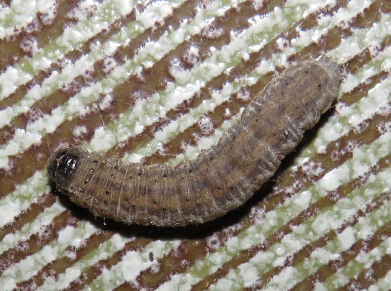 un bruco da identificare - Noctuidae Noctuinae (cfr. Agrotis sp.)