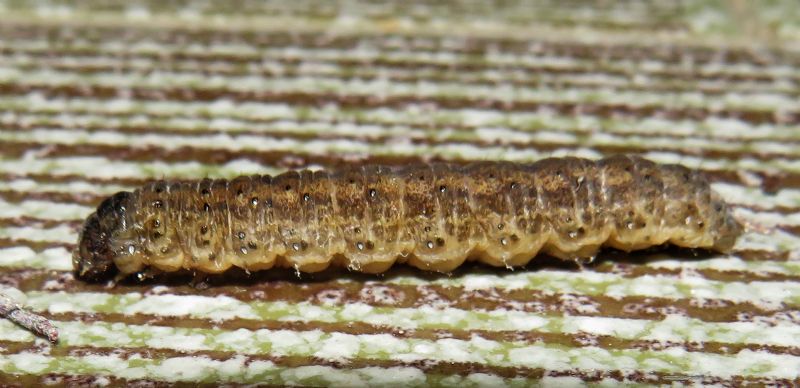 un bruco da identificare - Noctuidae Noctuinae (cfr. Agrotis sp.)