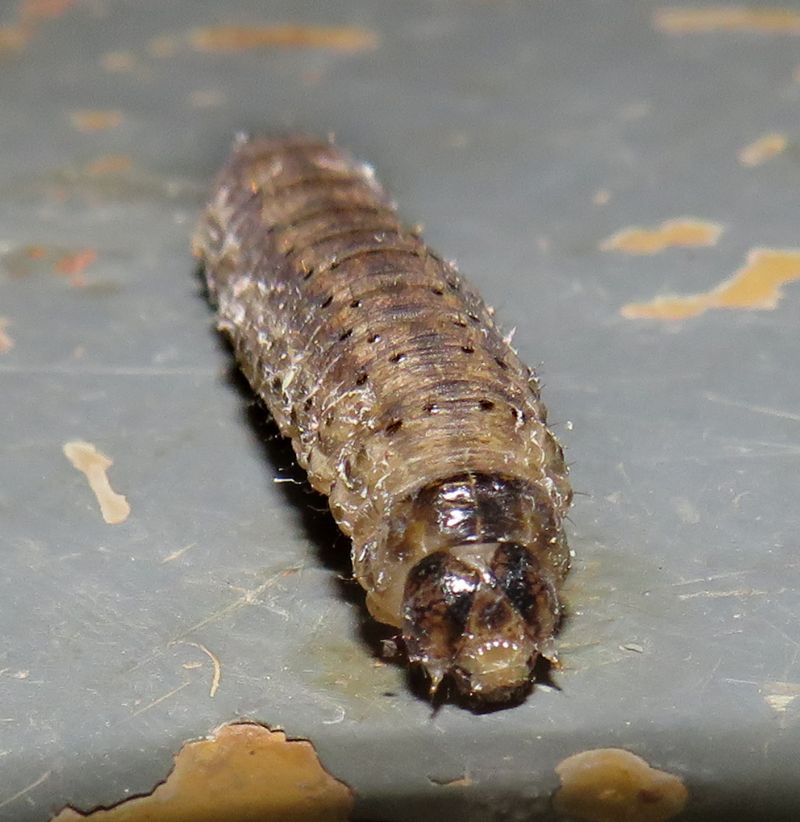 un bruco da identificare - Noctuidae Noctuinae (cfr. Agrotis sp.)