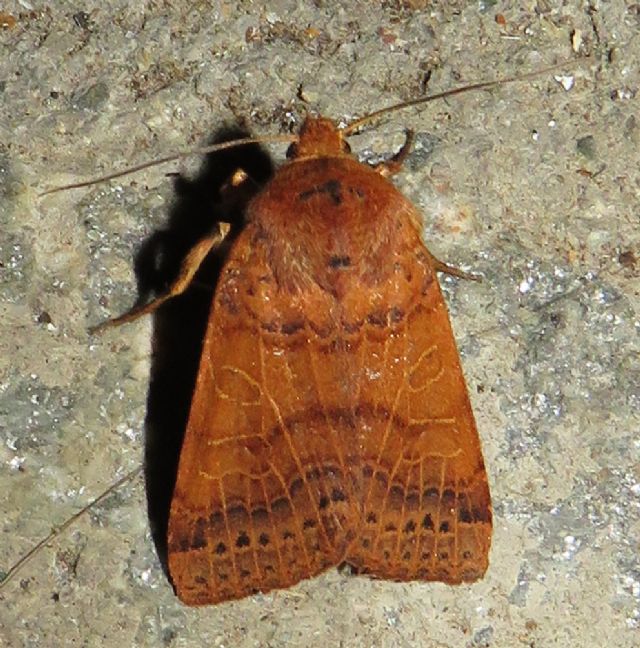 Noctuidae da identificare: Agrochola (Anchoscelis) pistacinoides