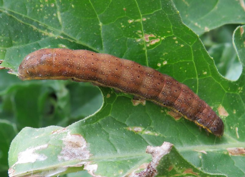 Bruco su una foglia di zucca - Lacanobia sp., Noctuidae