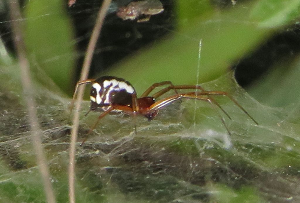 Frontinellina frutetorum - Cumiana (TO)