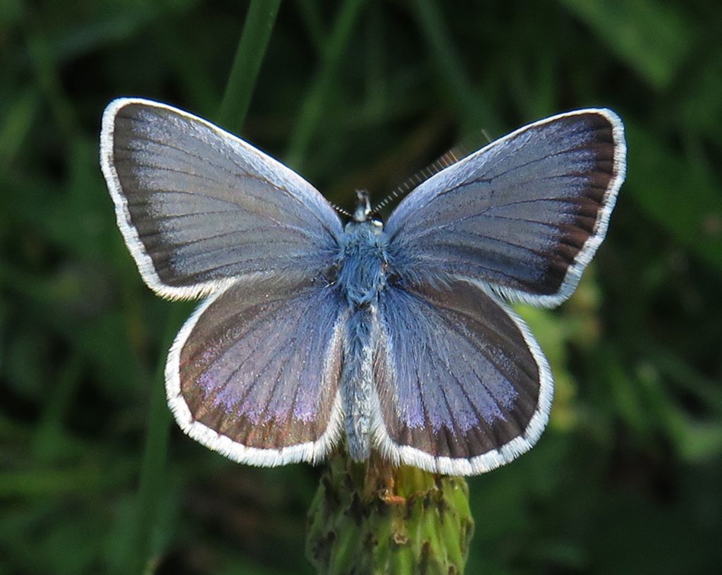 Plebejus argus? S