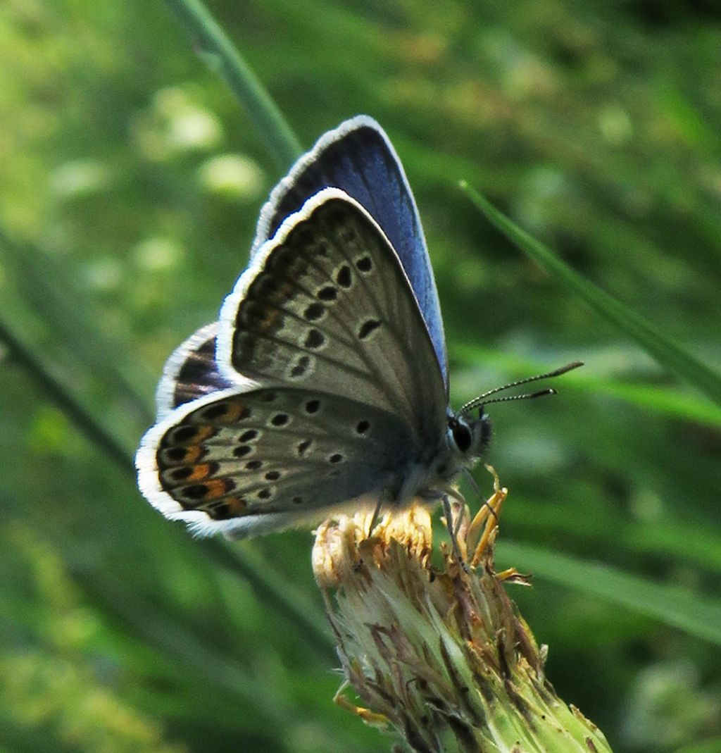 Plebejus argus? S