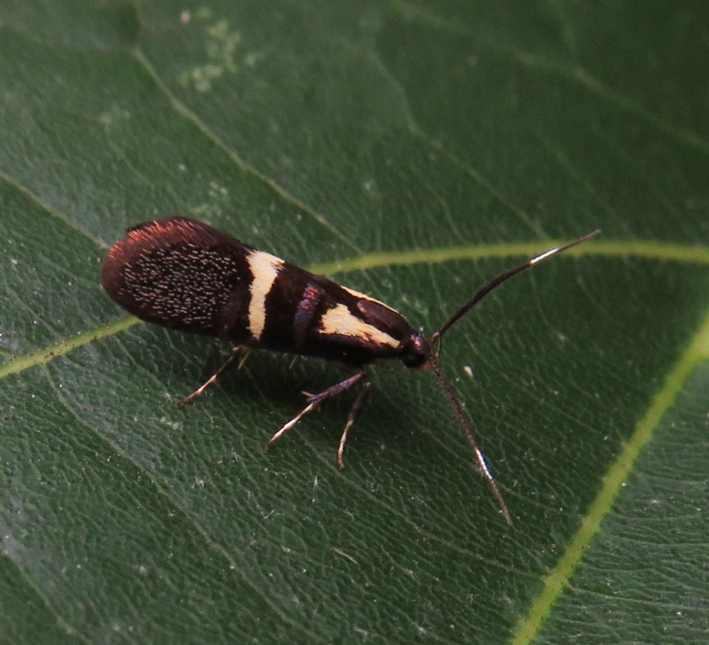 Dasycera oliviella-Oecophoridae? S