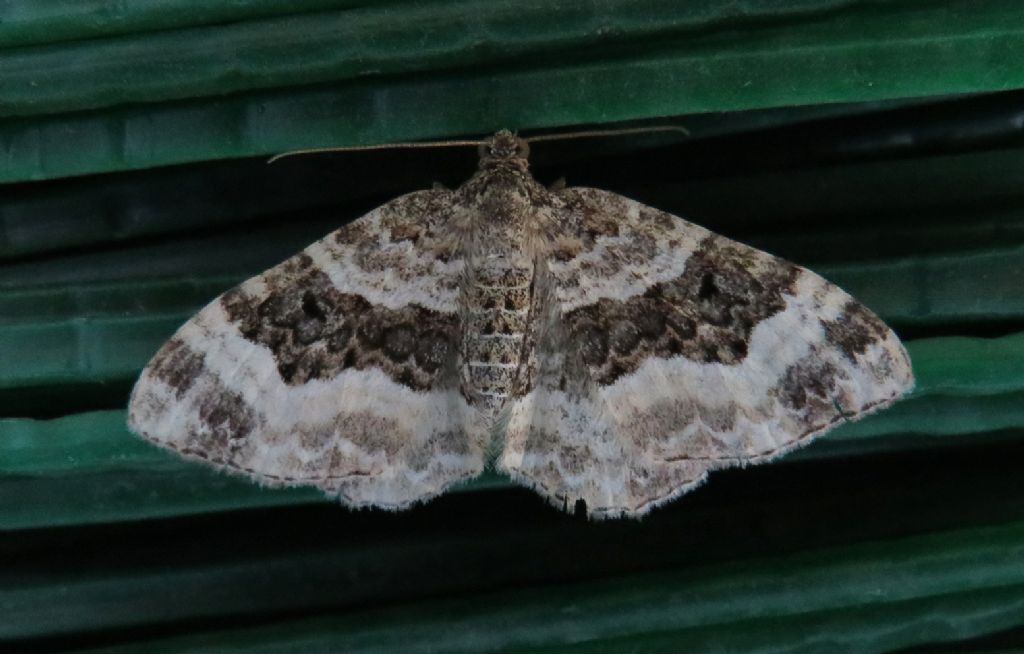 Colostygia turbata? No, Epirrhoe rivata o alternata, Geometridae