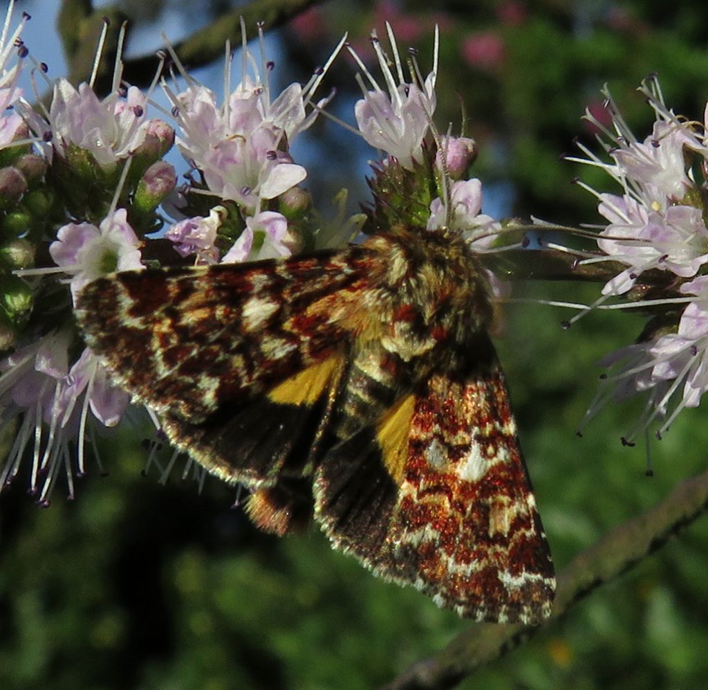 da identificare (Esperide?) No, Noctuidae: Anarta (Anarta) myrtilli