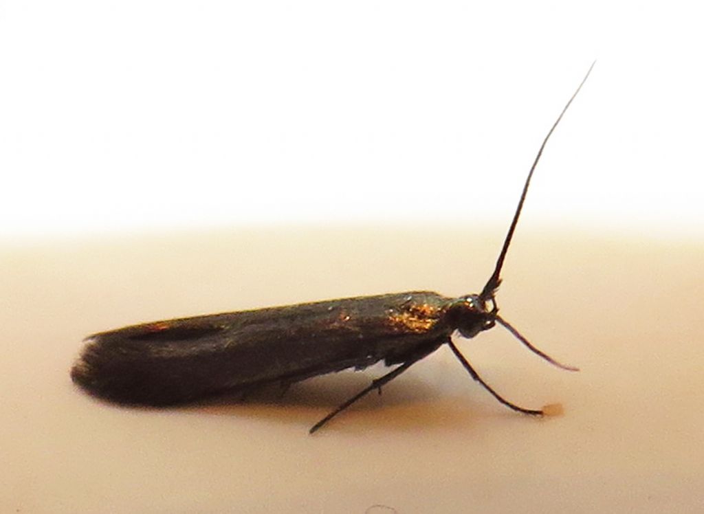 Coleophora trifolii?