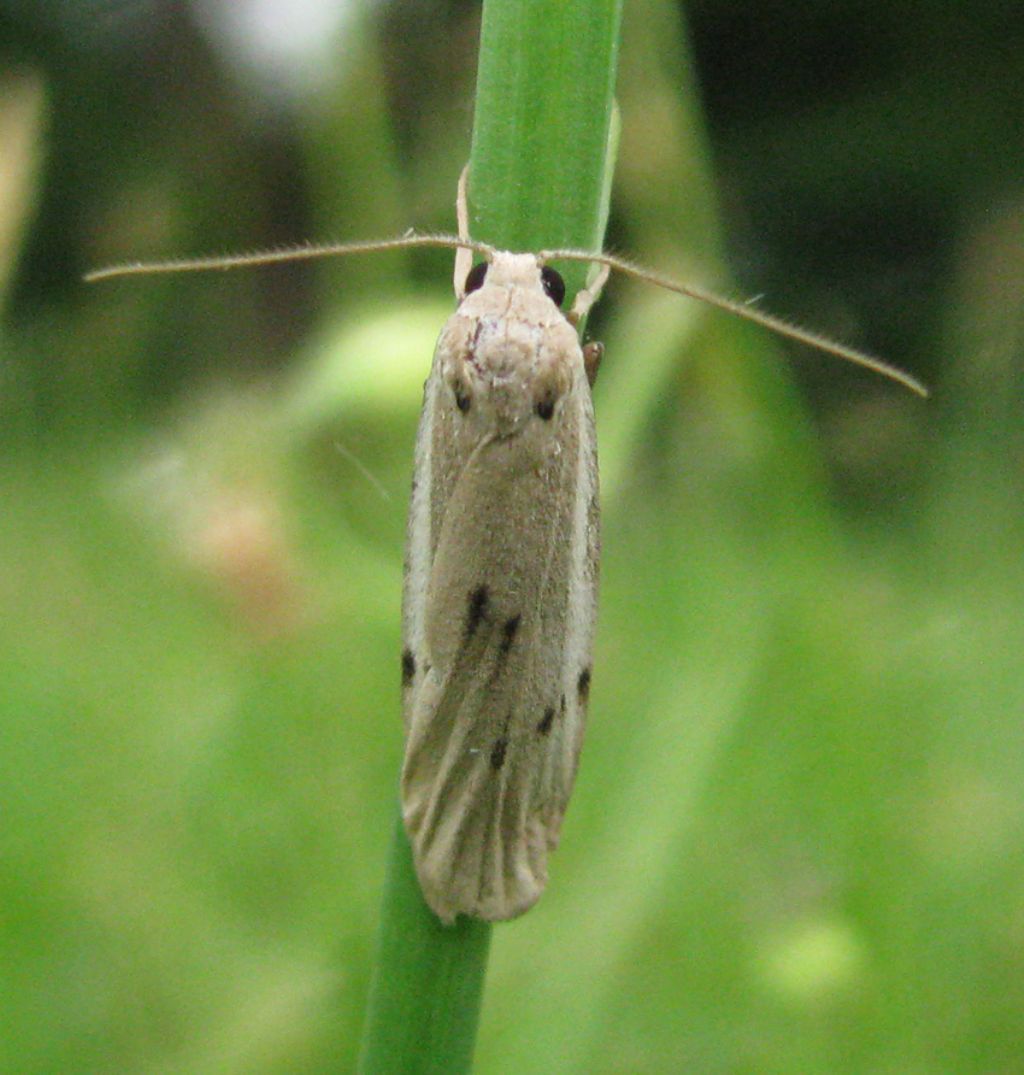 da identificare - Pelosia muscerda, Erebidae Arctiinae