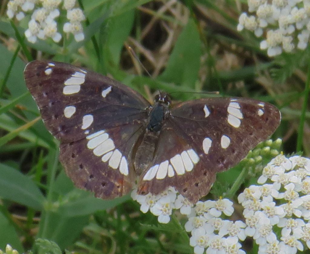 da identificare - Limenitis reducta, Nymphalidae