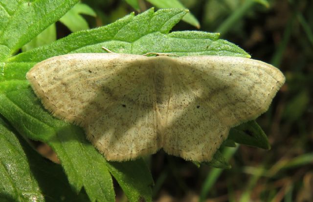 Scopula (Scopula) nigropunctata? S