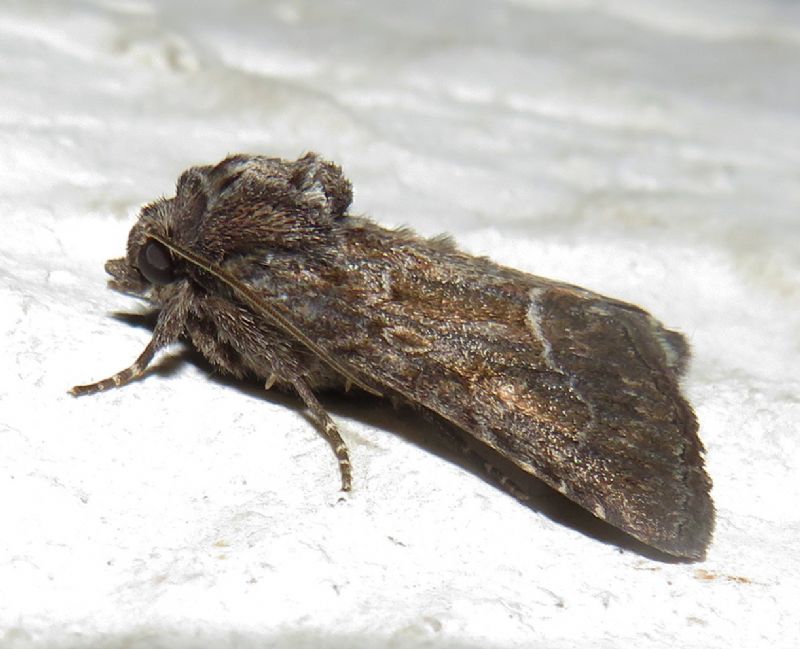 Thalpophila matura? S