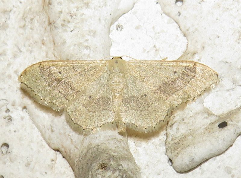 Idaea aversata? S