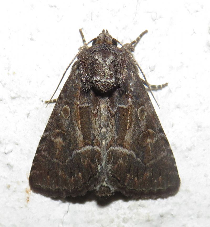 Thalpophila matura? S